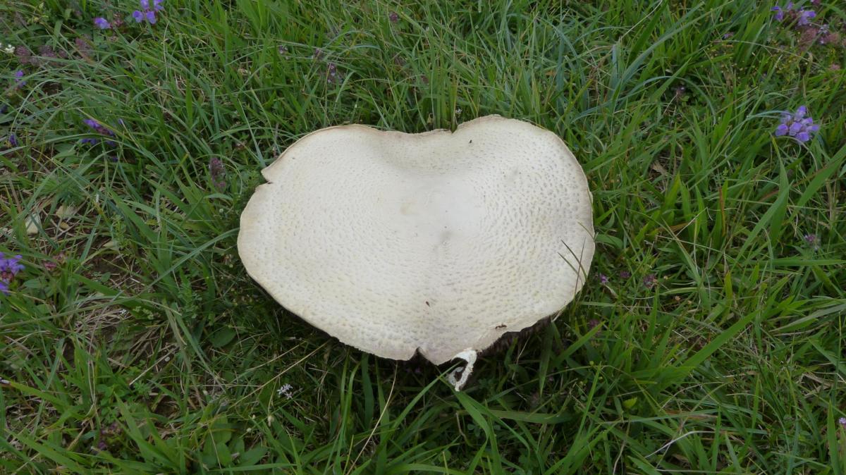 8b0a3ba8a7feffb580968f51d7bfc52b