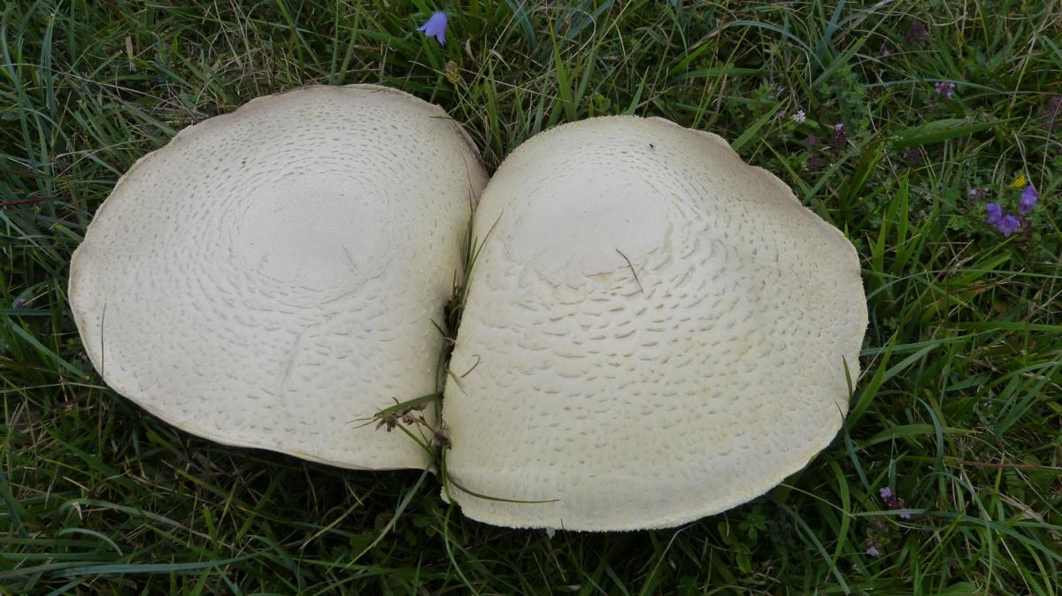 eb868f109d2fe7e3b14c336551bdfb25