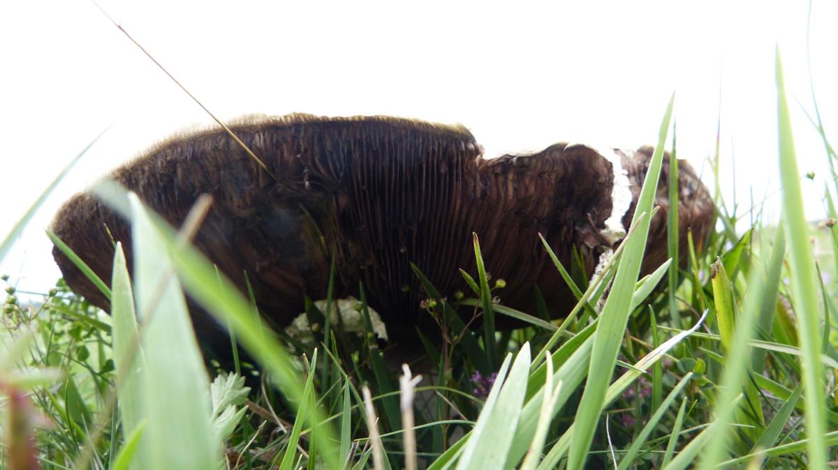 ec2b1ccc97ab5aaa8d5dba20c4bd0540